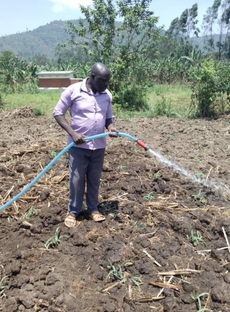 small-scale farmer utilizing a pipe to irrigate maize.PNG